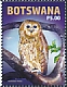 Pel's Fishing Owl Scotopelia peli  2022 Pels Fishing Owl 