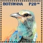 Abyssinian Roller Coracias abyssinicus