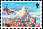 Snowy Sheathbill Chionis albus  1998 Birds 