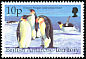 Emperor Penguin Aptenodytes forsteri