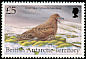 Brown Skua Stercorarius antarcticus  1998 Birds 