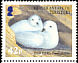 Snow Petrel Pagodroma nivea  2005 BirdLife International - Petrels 