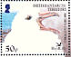 Southern Giant Petrel Macronectes giganteus  2005 BirdLife International - Petrels Sheet