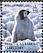 Emperor Penguin Aptenodytes forsteri  2006 Penguins of the Antarctic Sheet