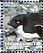 Adelie Penguin Pygoscelis adeliae  2006 Penguins of the Antarctic Sheet
