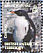 Gentoo Penguin Pygoscelis papua  2006 Penguins of the Antarctic Sheet