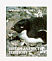 Adelie Penguin Pygoscelis adeliae  2006 Penguins of the Antarctic Booklet, sa