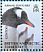 Gentoo Penguin Pygoscelis papua  2008 Penguins of the Antarctic Sheet