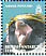 Macaroni Penguin Eudyptes chrysolophus  2008 Penguins of the Antarctic Sheet