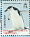 Chinstrap Penguin Pygoscelis antarcticus