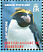 Macaroni Penguin Eudyptes chrysolophus