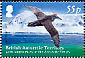 Southern Giant Petrel Macronectes giganteus