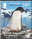 Adelie Penguin Pygoscelis adeliae