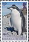 Adelie Penguin Pygoscelis adeliae  2018 Penguin definitives 