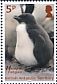 Macaroni Penguin Eudyptes chrysolophus  2018 Penguin definitives 