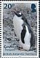 Gentoo Penguin Pygoscelis papua  2018 Penguin definitives 