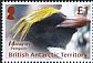 Macaroni Penguin Eudyptes chrysolophus  2018 Penguin definitives 