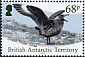South Polar Skua Stercorarius maccormicki  2020 Antarctic birds 