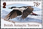Antarctic Shag Leucocarbo bransfieldensis  2020 Antarctic birds 