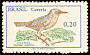 Musician Wren Cyphorhinus arada  1968 Birds 