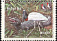 Jabiru Jabiru mycteria