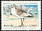 Grey Plover Pluvialis squatarola  1985 Abrolhos national park 