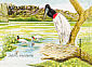 Jabiru Jabiru mycteria