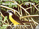 Great Kiskadee Pitangus sulphuratus  2004 Preservation of mangroves and coastal habitats 5v sheet