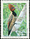 Kaempfer's Woodpecker Celeus obrieni