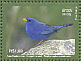 Blue Finch Porphyrospiza caerulescens