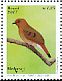 Blue-eyed Ground Dove Columbina cyanopis  2017 Brazilian birds, Birdpex 8 