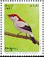 Araripe Manakin Chiroxiphia bokermanni