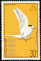 Greater Crested Tern Thalasseus bergii
