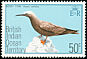 Brown Noddy Anous stolidus  1975 Birds 