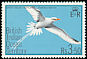 White-tailed Tropicbird Phaethon lepturus