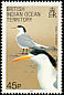 Greater Crested Tern Thalasseus bergii  1990 Birds 