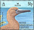 Red-footed Booby Sula sula  2002 BirdLife International Sheet