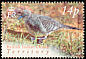 Zebra Dove Geopelia striata  2004 Birds definitives 
