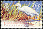 Western Cattle Egret Bubulcus ibis