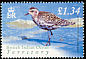 Pacific Golden Plover Pluvialis fulva  2004 Birds definitives 