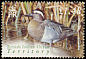 Garganey Spatula querquedula  2004 Birds definitives 