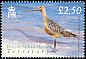 Bar-tailed Godwit Limosa lapponica  2004 Birds definitives 