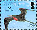 Great Frigatebird Fregata minor