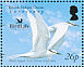 Black-naped Tern Sterna sumatrana  2006 BirdLife International Sheet