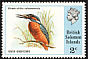 Common Kingfisher Alcedo atthis  1975 Birds 