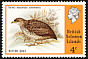 Red-backed Buttonquail Turnix maculosus  1975 Birds 