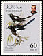 Oriental Magpie-Robin Copsychus saularis  1993 Birds 