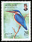 Blue-eared Kingfisher Alcedo meninting  1998 Kingfishers 