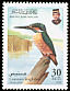 Common Kingfisher Alcedo atthis  1998 Kingfishers 