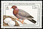 Scaly-naped Pigeon Patagioenas squamosa  1990 Birds 